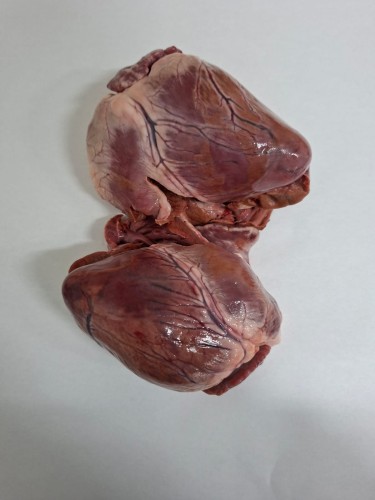 WhatsApp Image 2026-03-18 at 07.37.17.jpeg