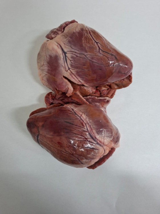 WhatsApp Image 2026-03-18 at 07.37.17.jpeg