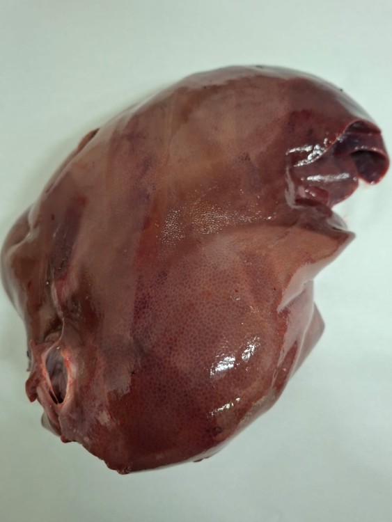 WhatsApp Image 2026-03-18 at 12.52.52.jpeg